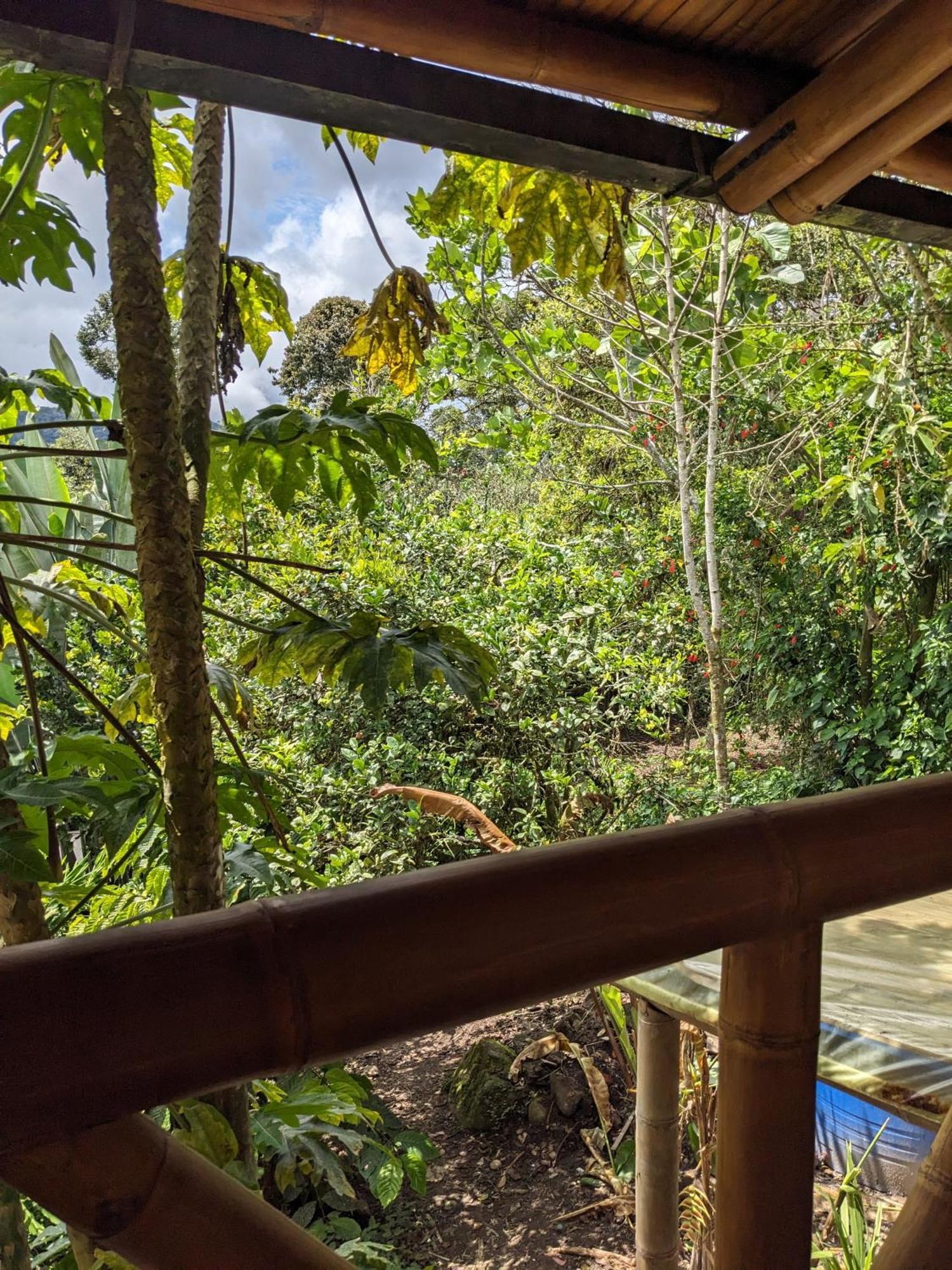 Golden Tree Mindo Eco-Lodge Zewnętrze zdjęcie